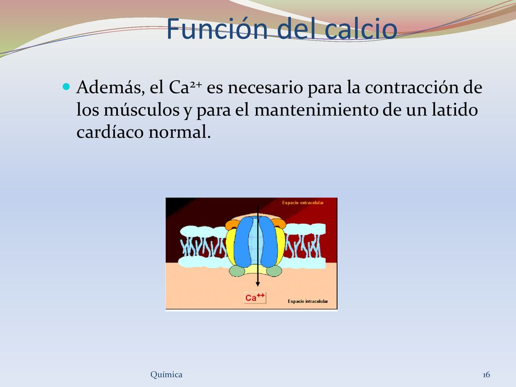 Función del calcio Además, el Ca2+ es necesario para la contracción de los músculos y para el mantenimiento de un latido cardíaco normal.