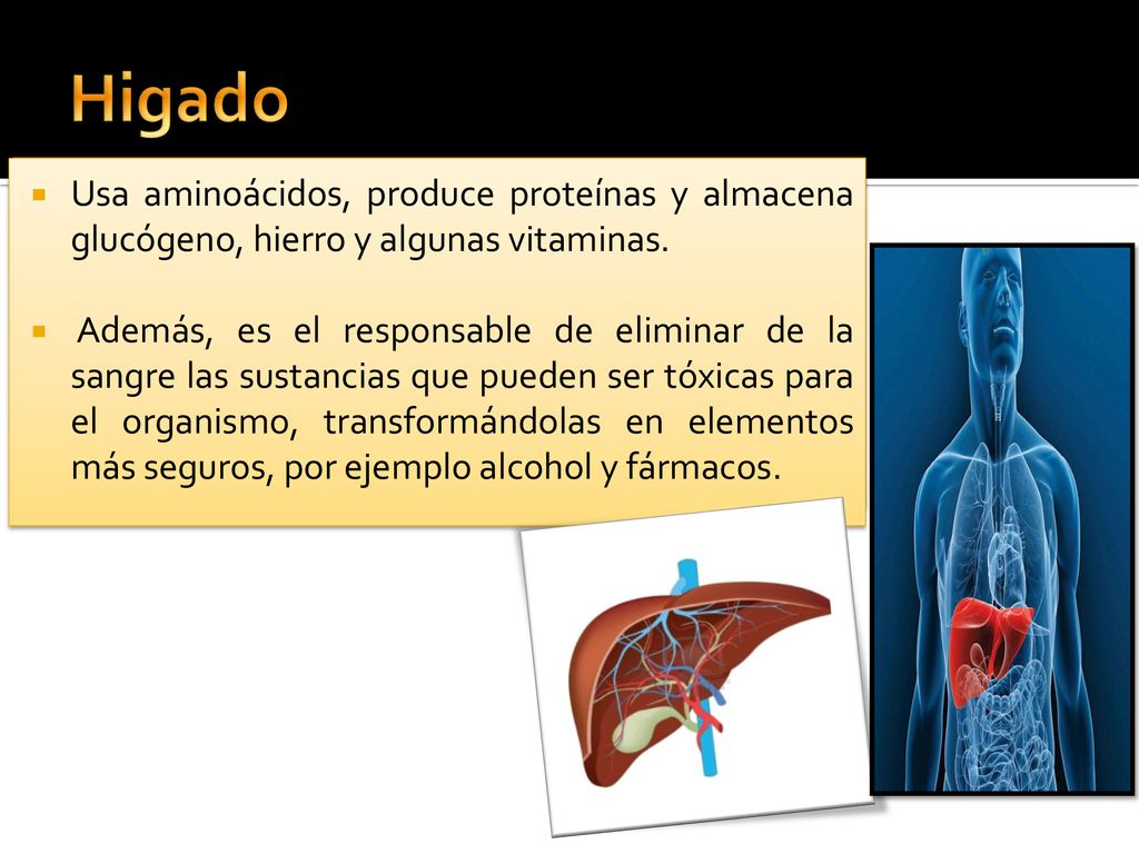 Higado Usa aminoácidos, produce proteínas y almacena glucógeno, hierro y algunas vitaminas.