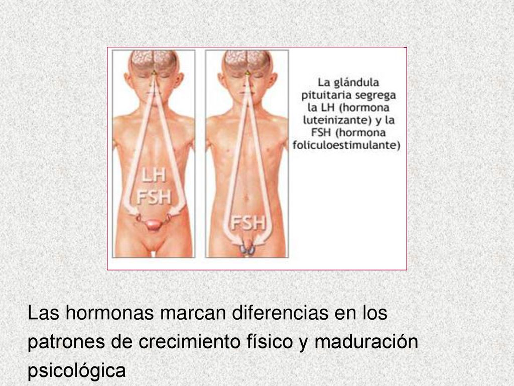 Las hormonas marcan diferencias en los