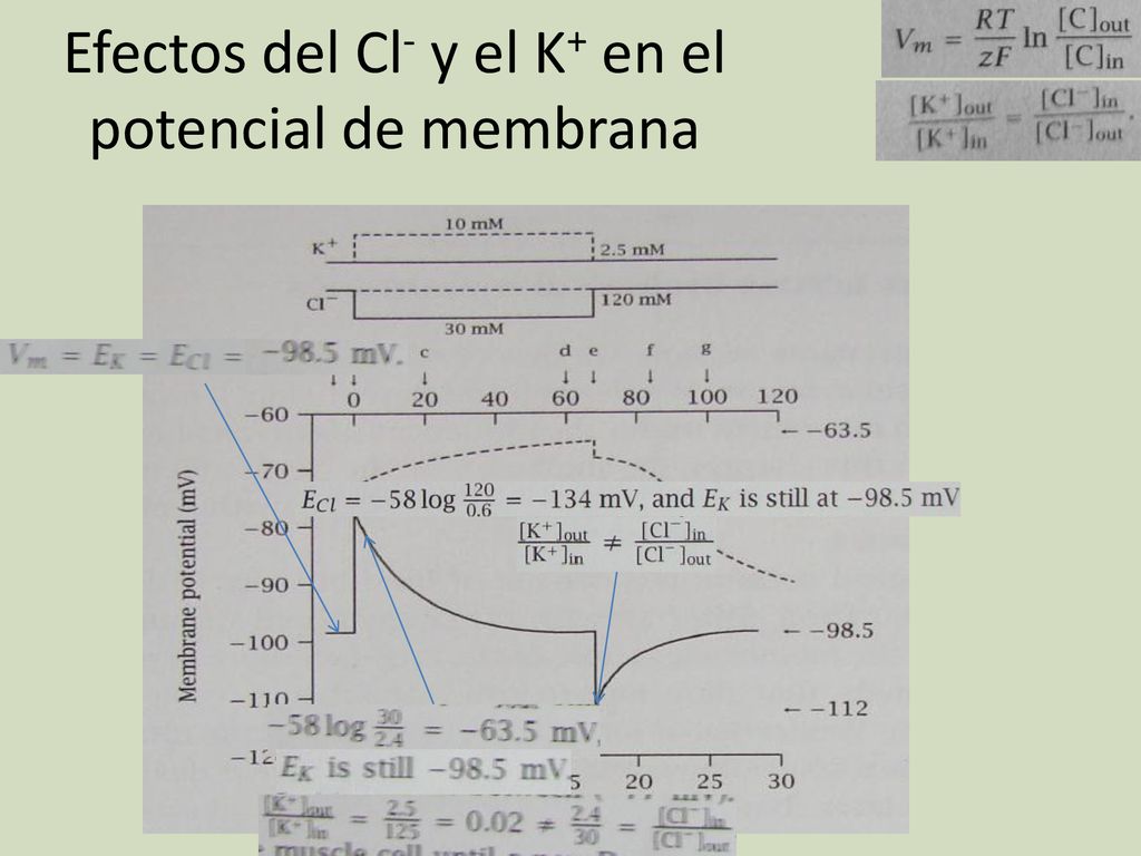 Efectos del Cl- y el K+ en el potencial de membrana