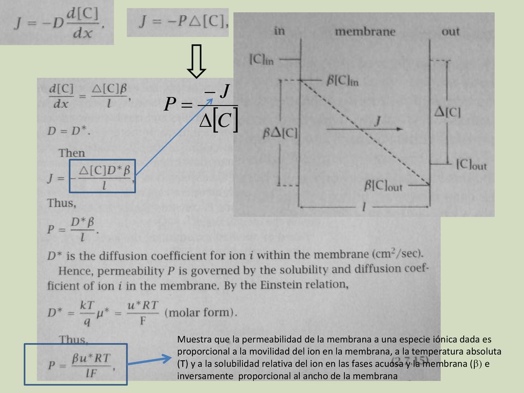 Muestra que la permeabilidad de la membrana a una especie iónica dada es proporcional a la movilidad del ion en la membrana, a la temperatura absoluta (T) y a la solubilidad relativa del ion en las fases acuosa y la membrana (b) e inversamente proporcional al ancho de la membrana