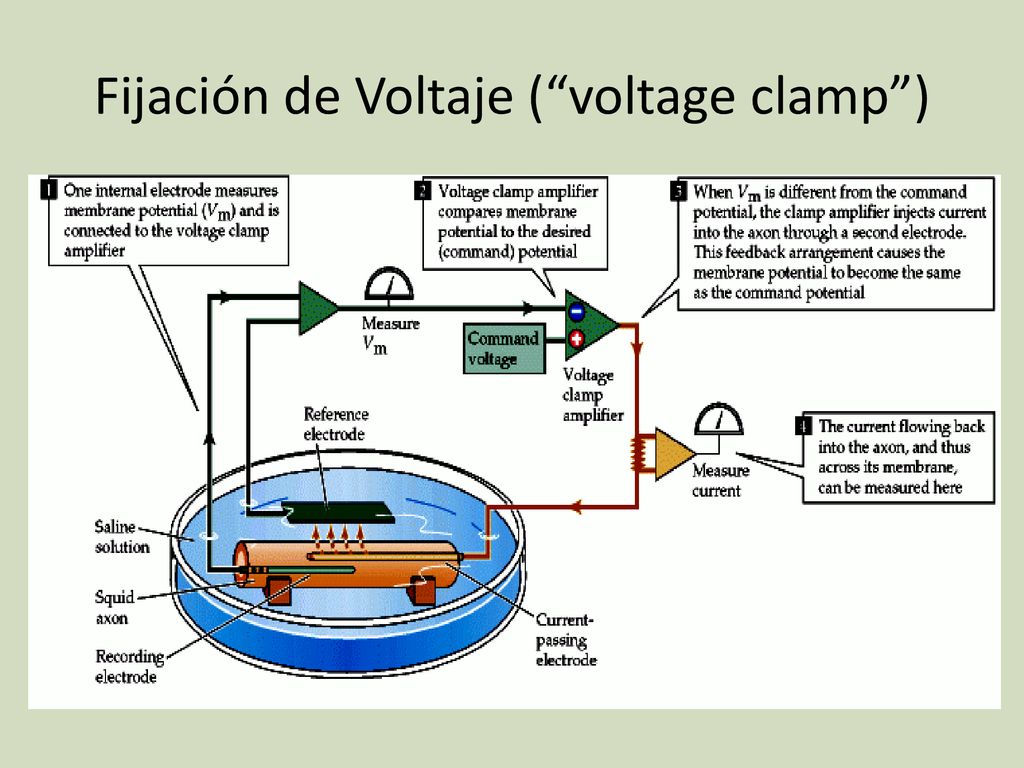 Fijación de Voltaje ( voltage clamp )