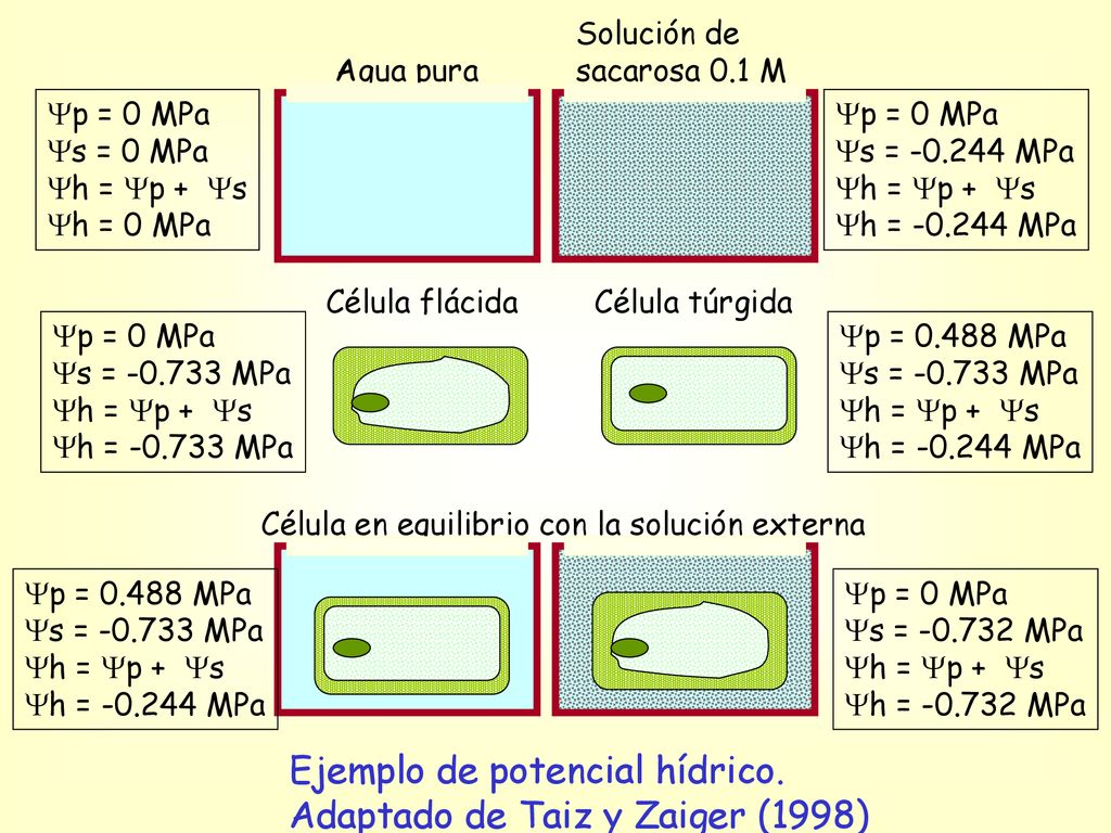 Ejemplo de potencial hídrico. Adaptado de Taiz y Zaiger (1998)