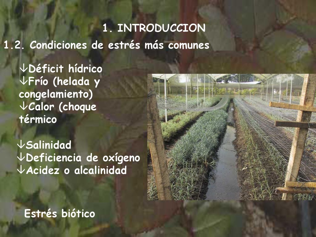 1. INTRODUCCION 1.2. Condiciones de estrés más comunes. Déficit hídrico. Frío (helada y congelamiento)