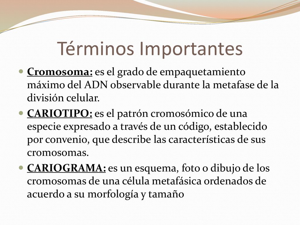 Términos Importantes Cromosoma: es el grado de empaquetamiento máximo del ADN observable durante la metafase de la división celular.