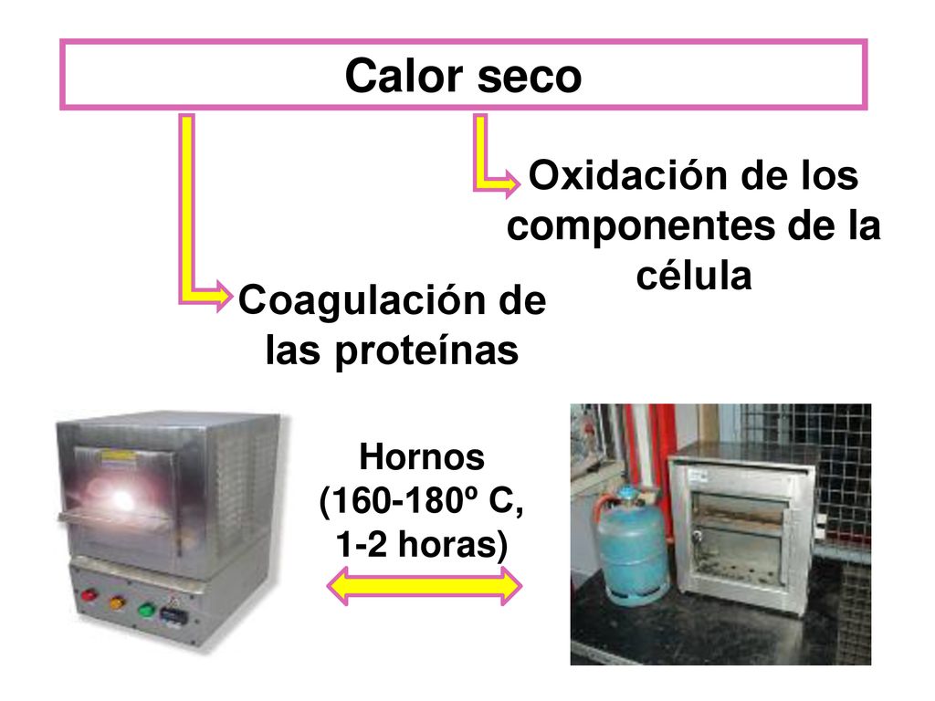 Coagulación de las proteínas Oxidación de los componentes de la célula