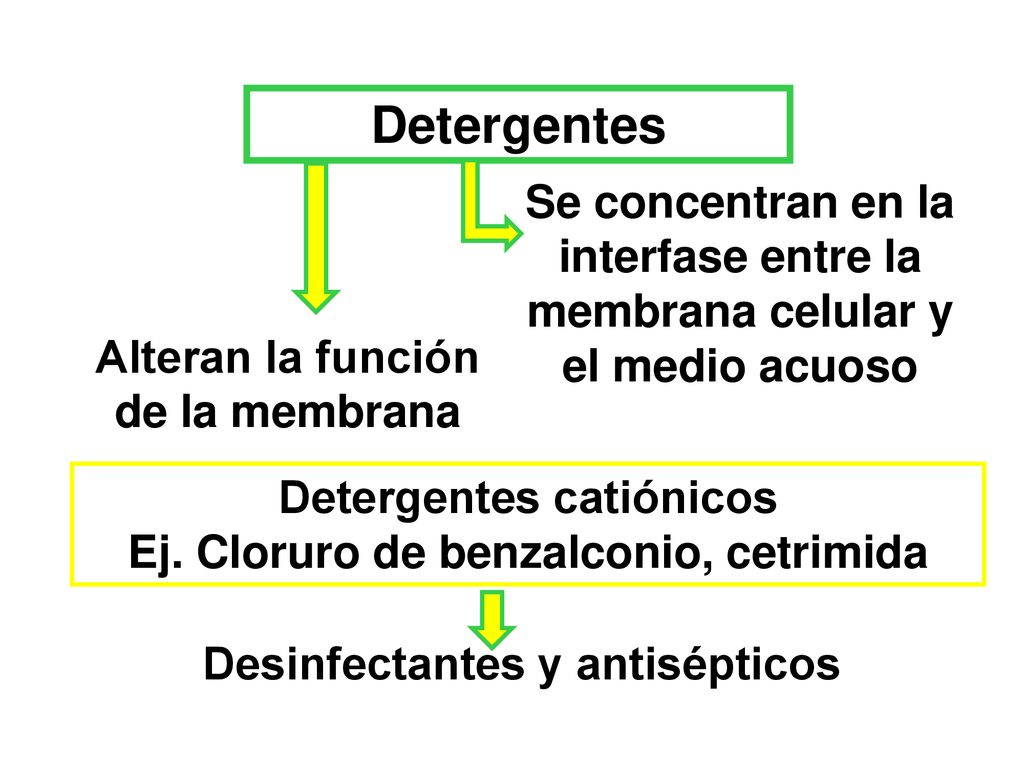 Detergentes Alteran la función de la membrana. Se concentran en la interfase entre la membrana celular y el medio acuoso.