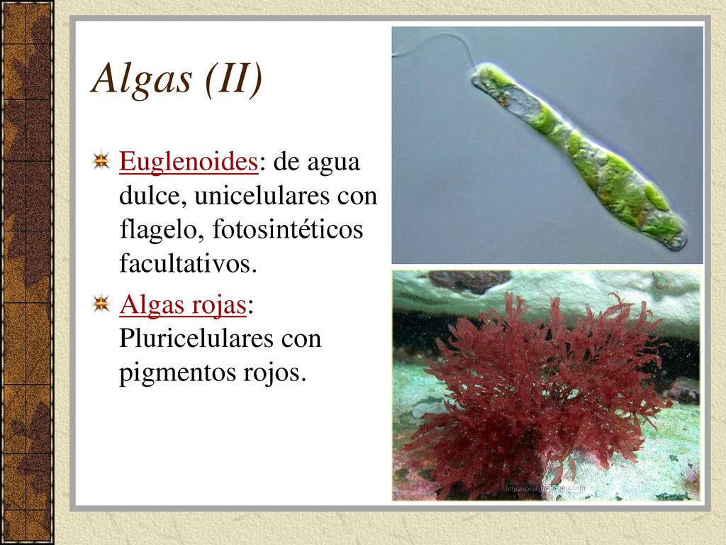 Algas (II) Euglenoides: de agua dulce, unicelulares con flagelo, fotosintéticos facultativos. Algas rojas: Pluricelulares con pigmentos rojos.