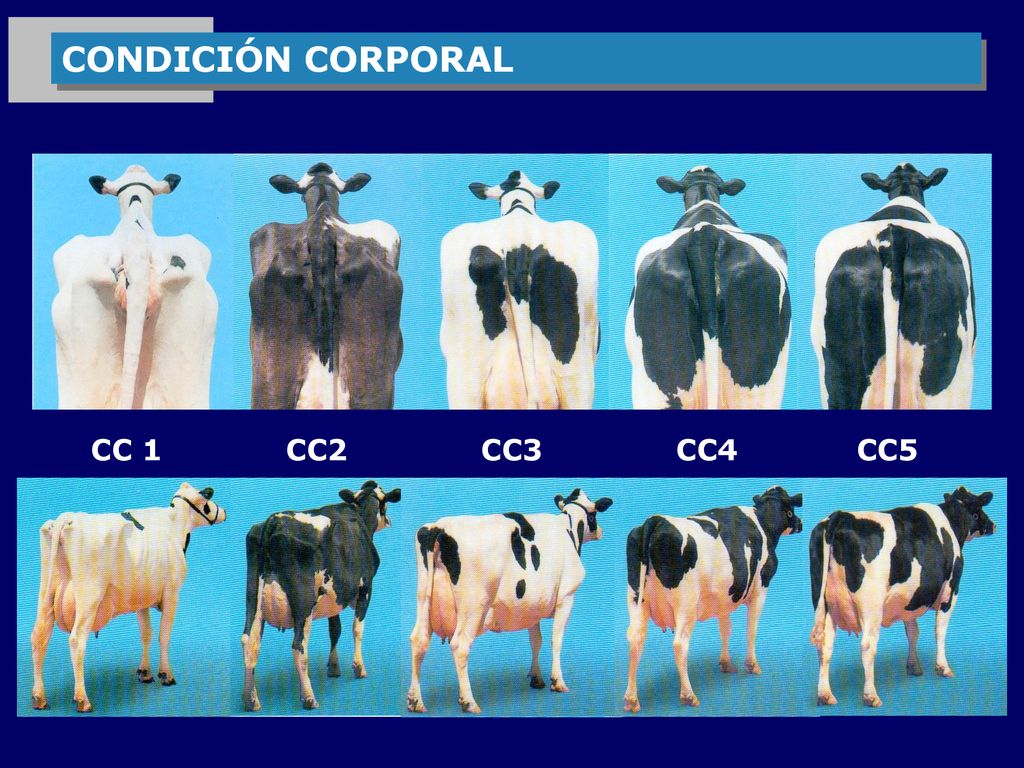 CONDICIÓN CORPORAL CC 1 CC2 CC3 CC4 CC5
