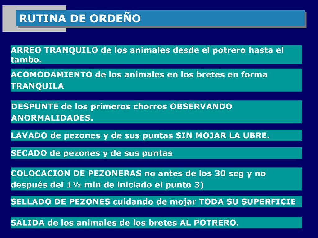 RUTINA DE ORDEÑO ARREO TRANQUILO de los animales desde el potrero hasta el tambo. ACOMODAMIENTO de los animales en los bretes en forma TRANQUILA.