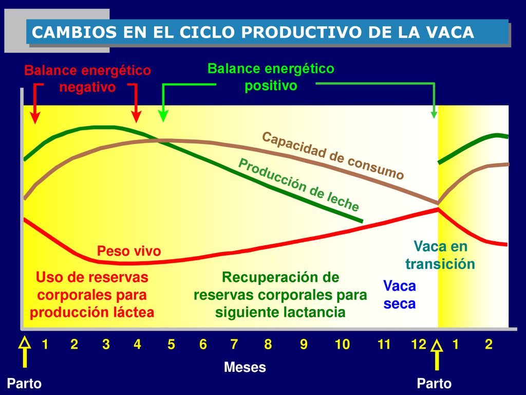 CAMBIOS EN EL CICLO PRODUCTIVO DE LA VACA