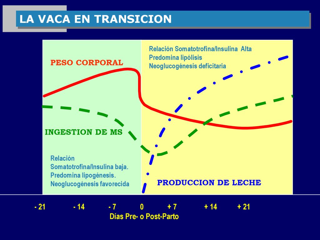 LA VACA EN TRANSICION PESO CORPORAL INGESTION DE MS