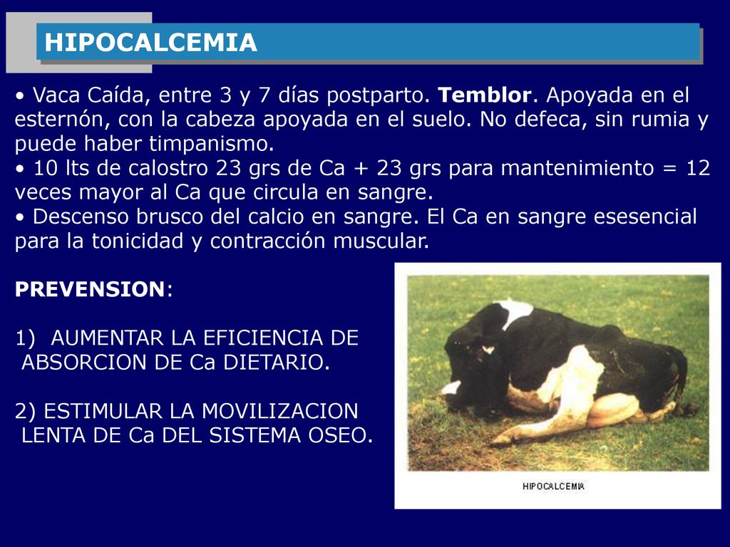 HIPOCALCEMIA • Vaca Caída, entre 3 y 7 días postparto. Temblor. Apoyada en el.