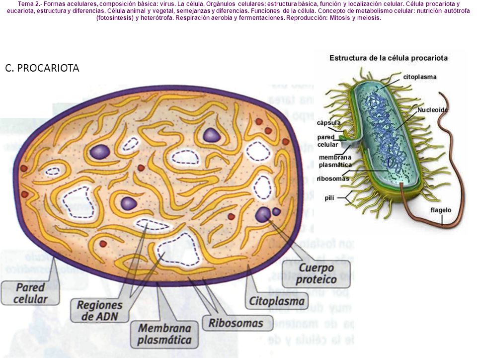 Tema 2. - Formas acelulares, composición básica: virus. La célula