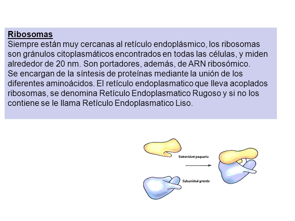 Ribosomas Siempre están muy cercanas al retículo endoplásmico, los ribosomas son gránulos citoplasmáticos encontrados en todas las células, y miden alrededor de 20 nm. Son portadores, además, de ARN ribosómico. Se encargan de la síntesis de proteínas mediante la unión de los diferentes aminoácidos. El retículo endoplasmatico que lleva acoplados ribosomas, se denomina Retículo Endoplasmatico Rugoso y si no los contiene se le llama Retículo Endoplasmatico Liso.