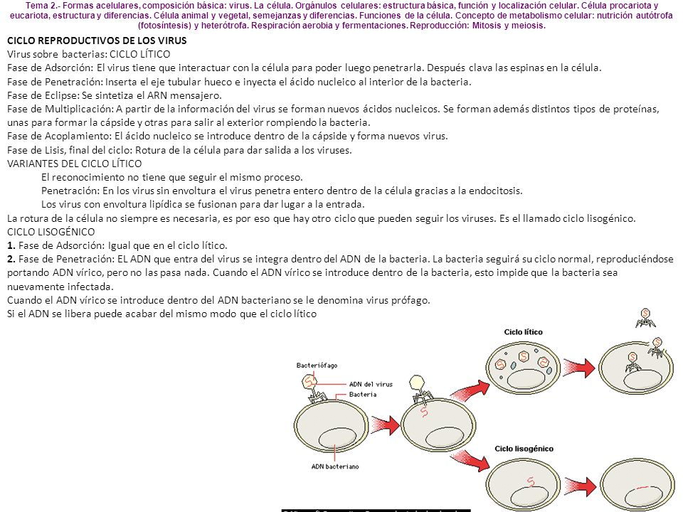 CICLO REPRODUCTIVOS DE LOS VIRUS Virus sobre bacterias: CICLO LÍTICO