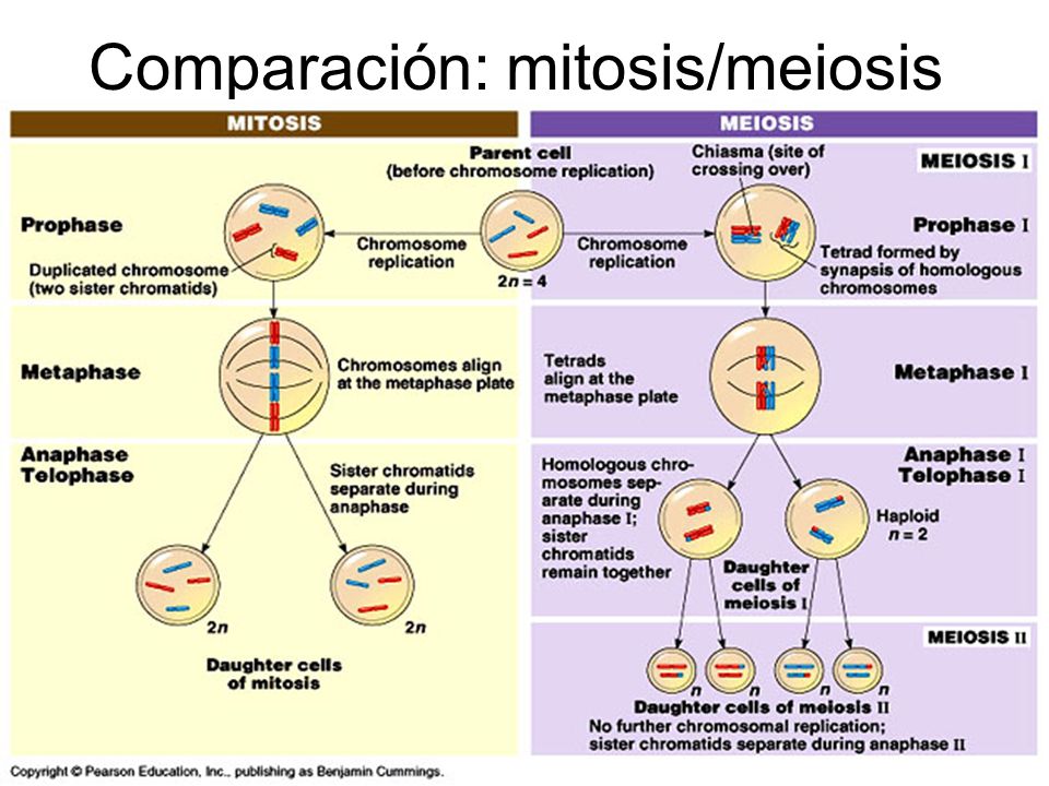 Comparación: mitosis/meiosis