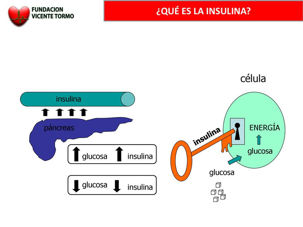 ¿QUÉ ES LA INSULINA célula insulina páncreas ENERGÍA insulina glucosa