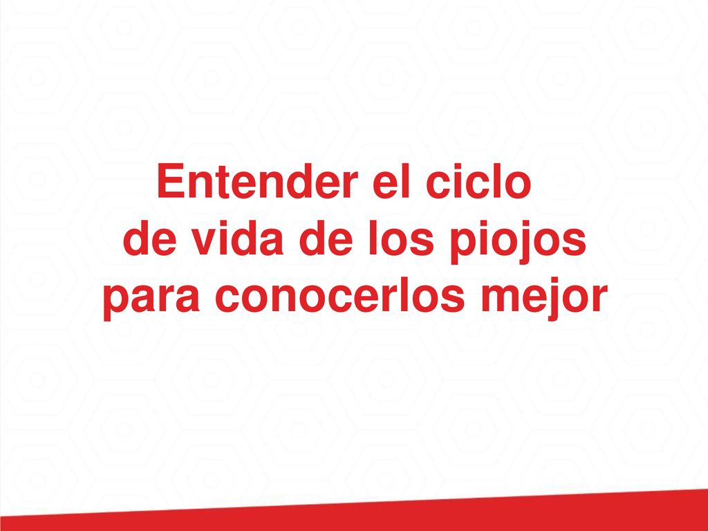 Entender el ciclo de vida de los piojos para conocerlos mejor