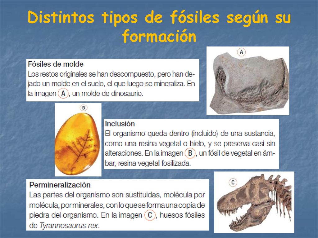 Distintos tipos de fósiles según su formación