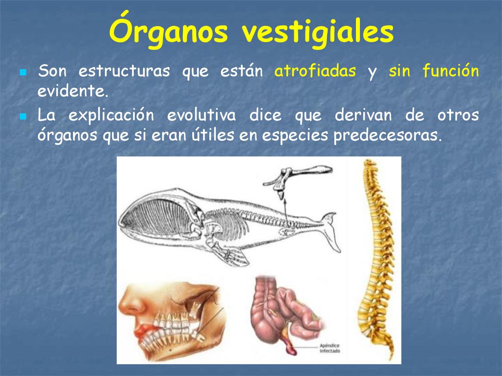 Órganos vestigiales Son estructuras que están atrofiadas y sin función evidente.
