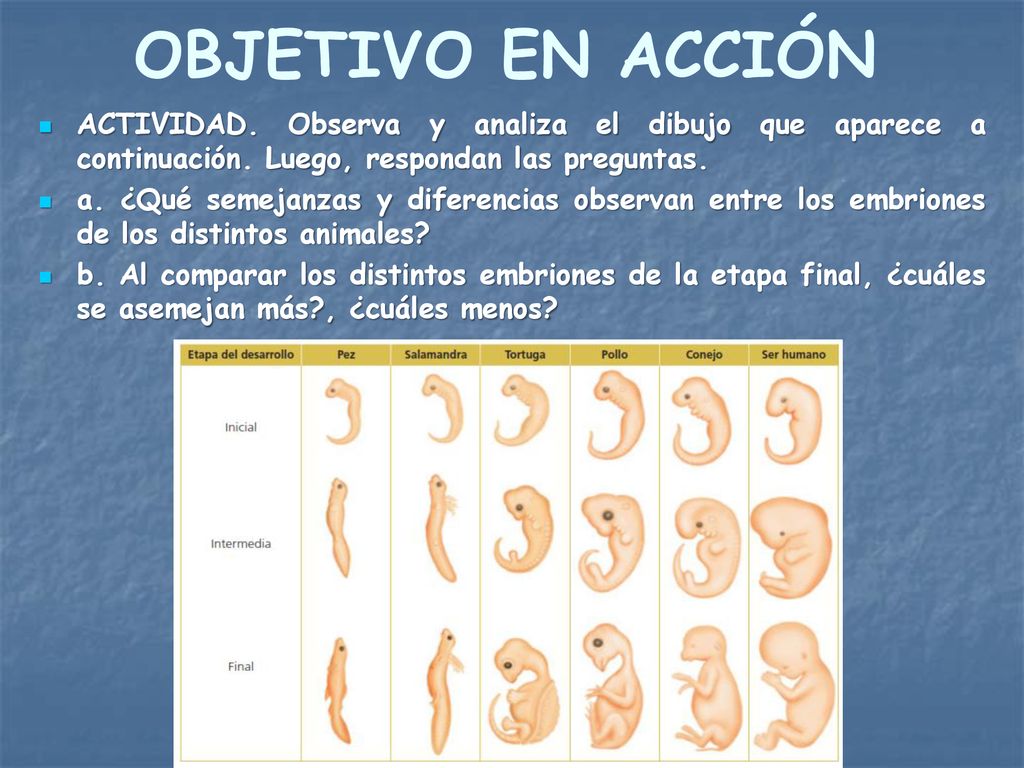 OBJETIVO EN ACCIÓN ACTIVIDAD. Observa y analiza el dibujo que aparece a continuación. Luego, respondan las preguntas.