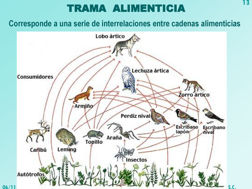 TRAMA ALIMENTICIA Corresponde a una serie de interrelaciones entre cadenas alimenticias. 06/11/2018.