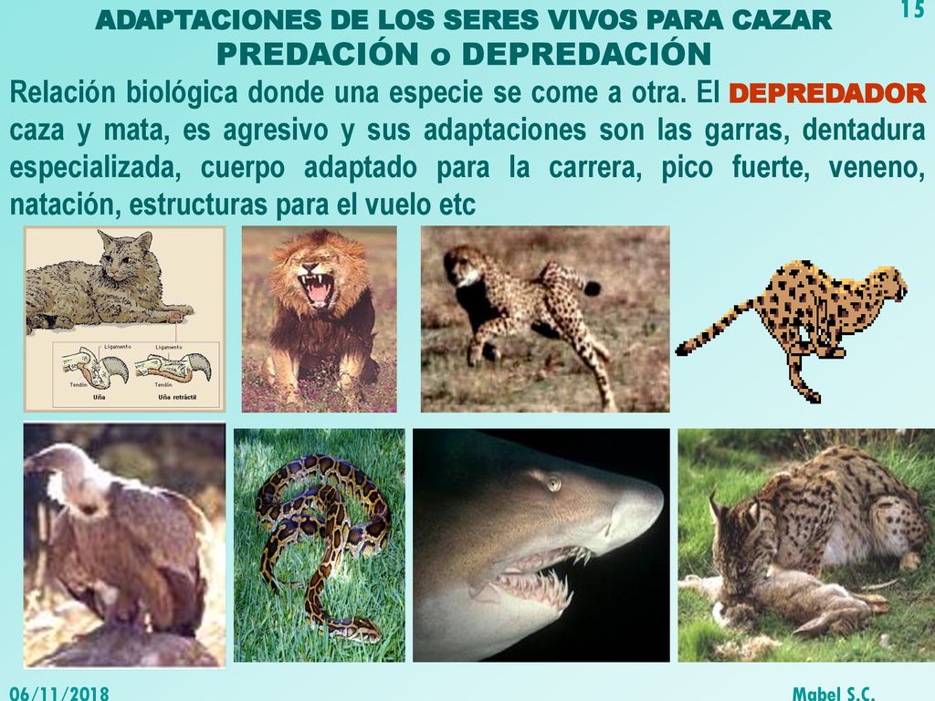 ADAPTACIONES DE LOS SERES VIVOS PARA CAZAR PREDACIÓN o DEPREDACIÓN