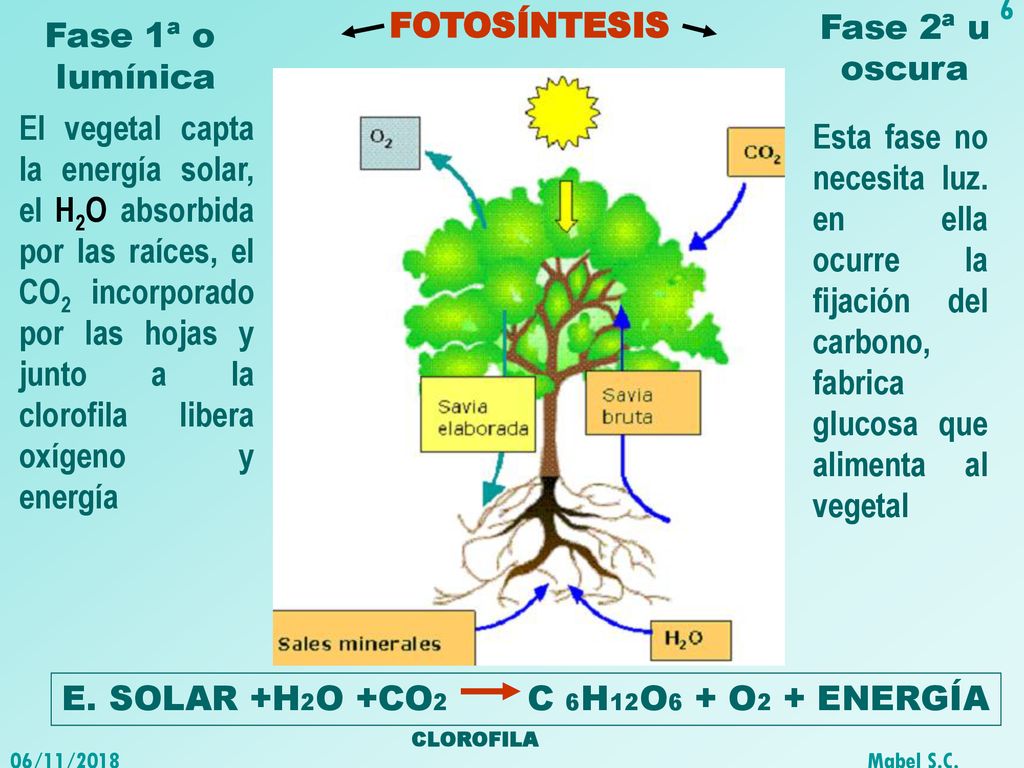 E. SOLAR +H2O +CO2 C 6H12O6 + O2 + ENERGÍA