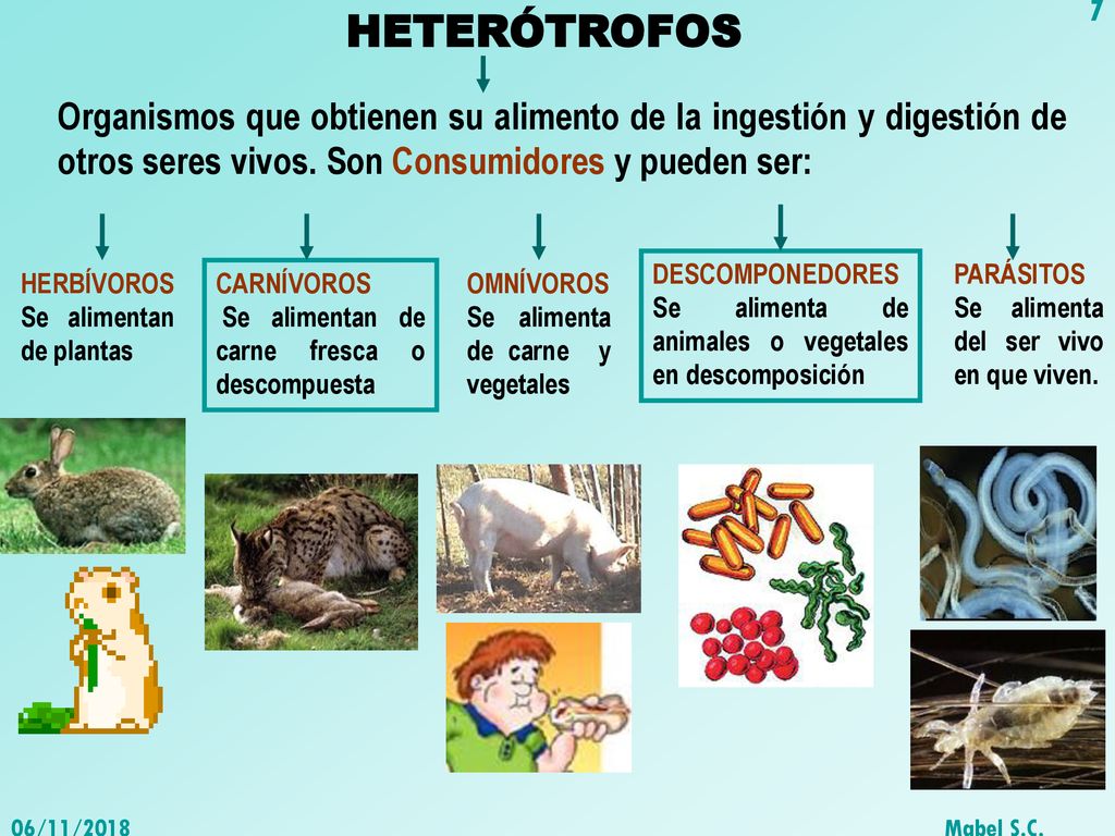 HETERÓTROFOS Organismos que obtienen su alimento de la ingestión y digestión de otros seres vivos. Son Consumidores y pueden ser: