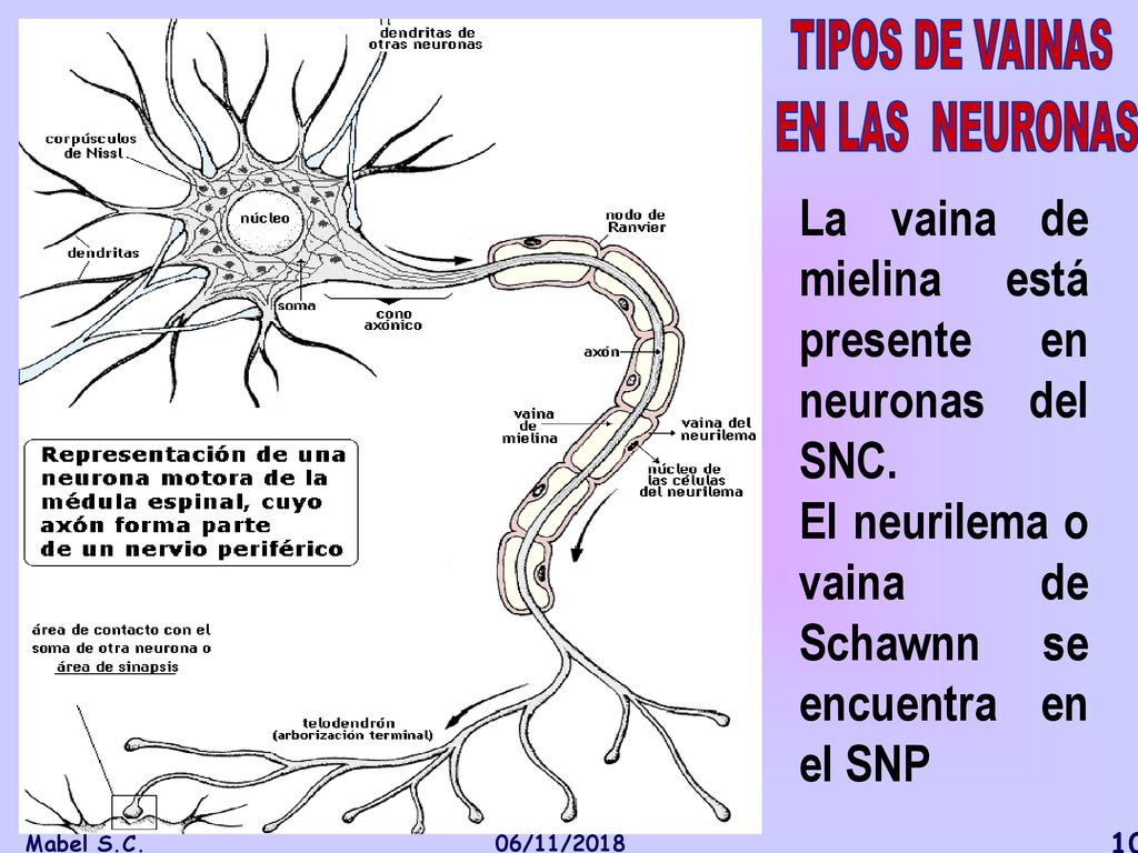 TIPOS DE VAINAS EN LAS NEURONAS