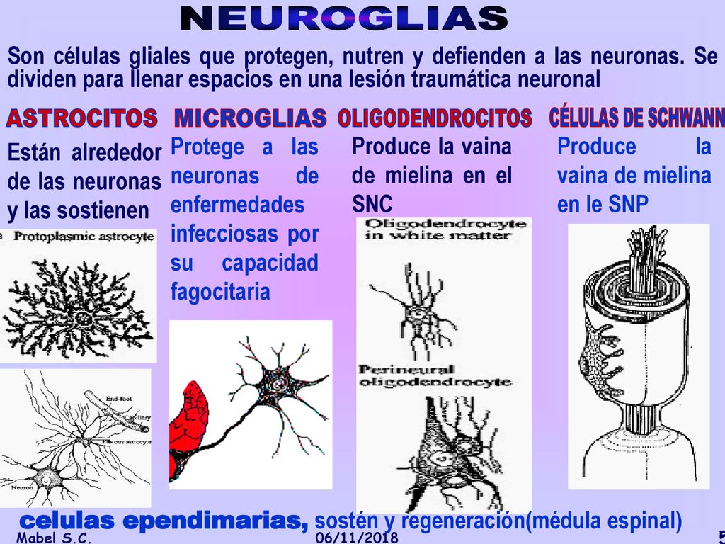 NEUROGLIAS Son células gliales que protegen, nutren y defienden a las neuronas. Se dividen para llenar espacios en una lesión traumática neuronal.