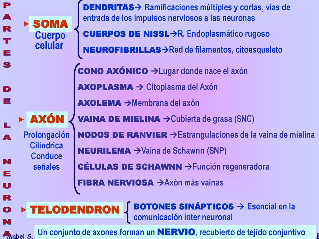PARTES DE LA NEURONA SOMA Cuerpo celular AXÓN TELODENDRON Prolongación