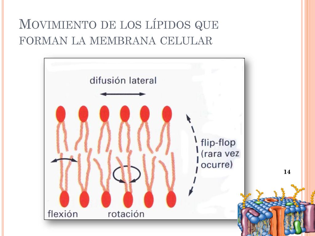 Movimiento de los lípidos que forman la membrana celular