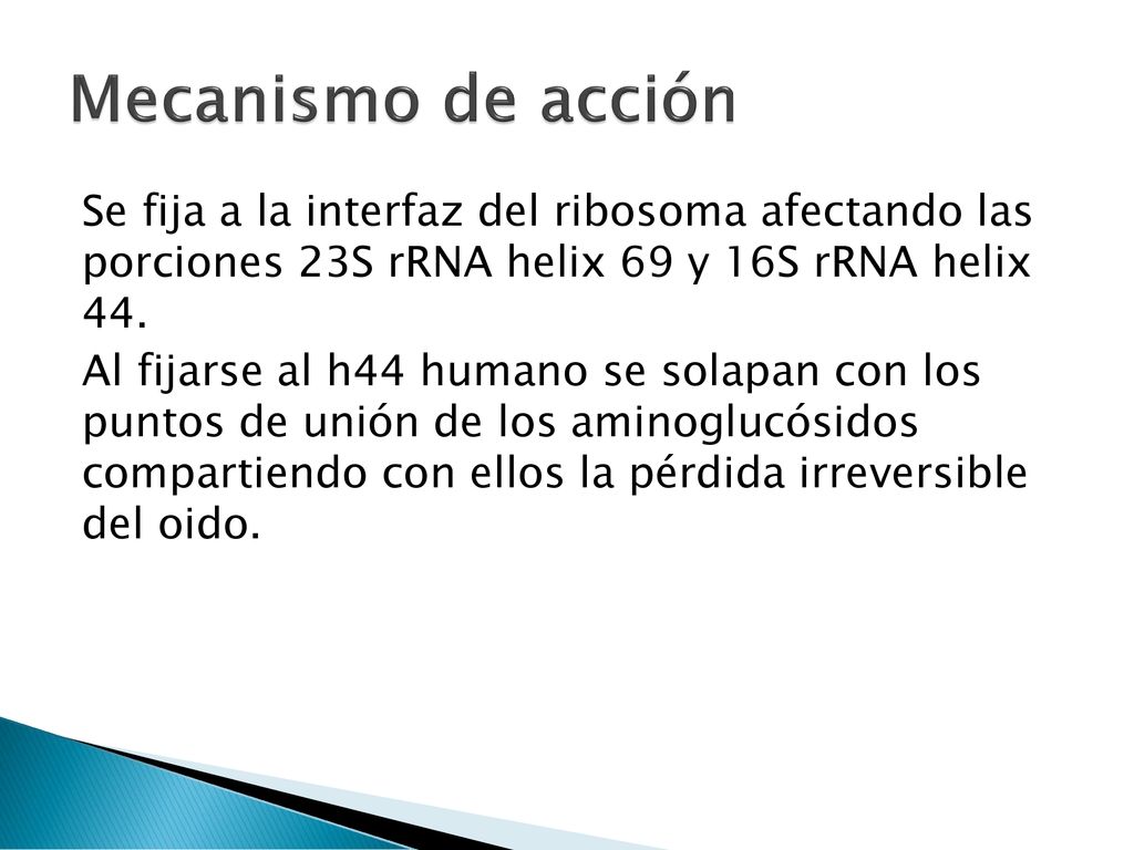 Mecanismo de acción Se fija a la interfaz del ribosoma afectando las porciones 23S rRNA helix 69 y 16S rRNA helix 44.
