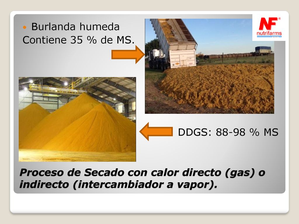 Burlanda humeda Contiene 35 % de MS. DDGS: % MS.