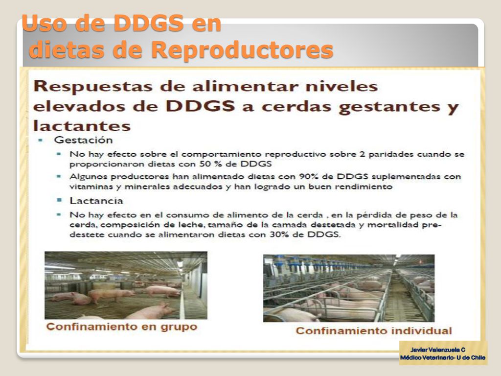 Uso de DDGS en dietas de Reproductores