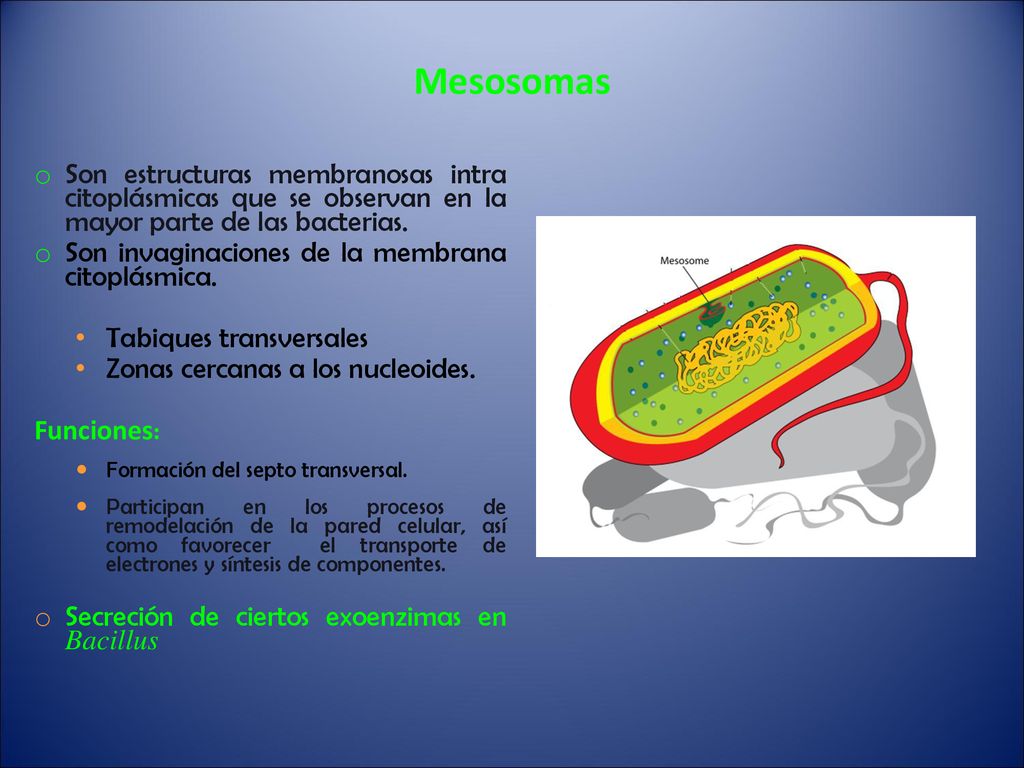 Mesosomas Son estructuras membranosas intra citoplásmicas que se observan en la mayor parte de las bacterias.