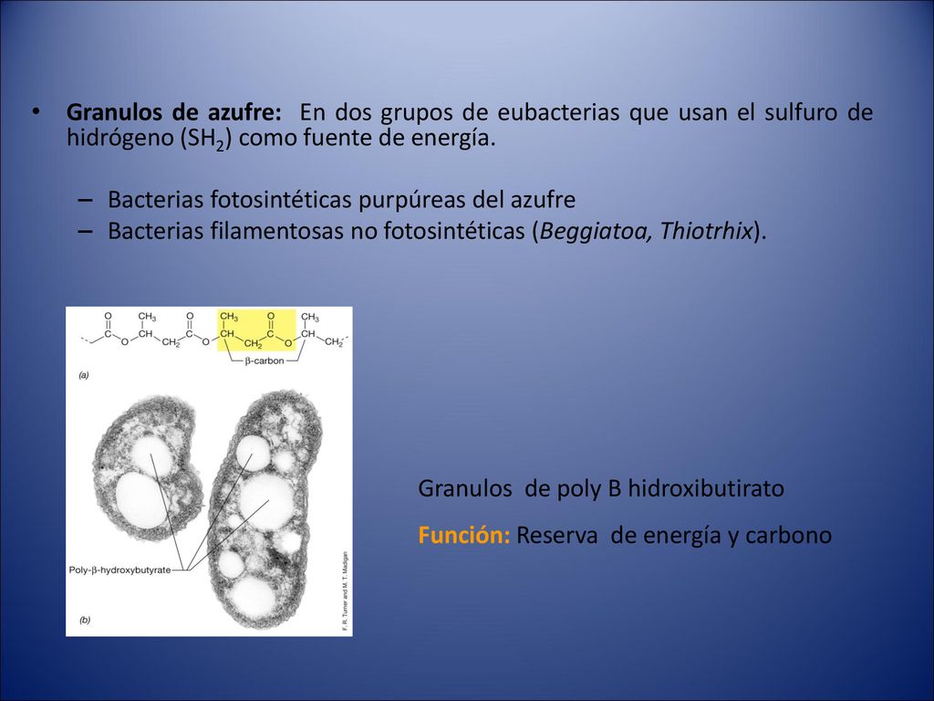 Granulos de azufre: En dos grupos de eubacterias que usan el sulfuro de hidrógeno (SH2) como fuente de energía.