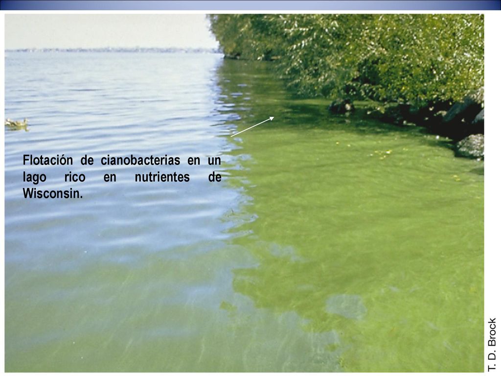 Flotación de cianobacterias en un lago rico en nutrientes de Wisconsin.