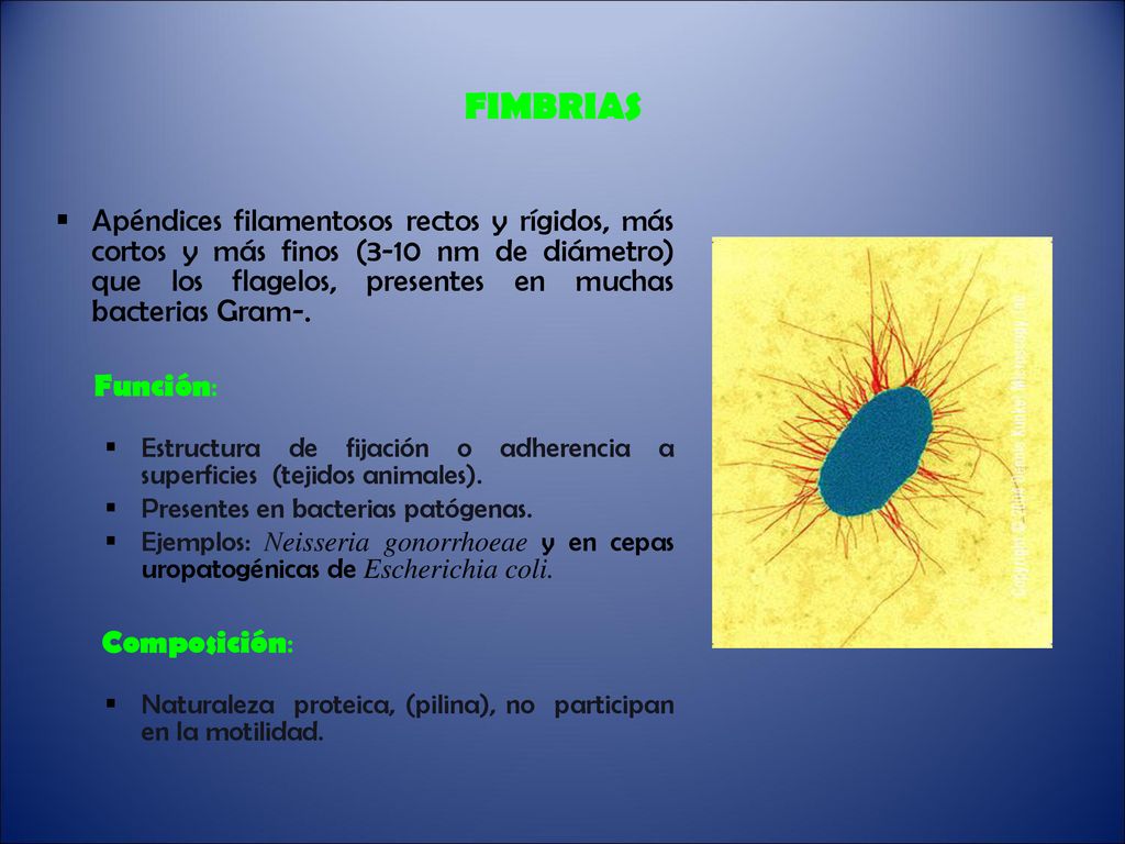 FIMBRIAS Apéndices filamentosos rectos y rígidos, más cortos y más finos (3-10 nm de diámetro) que los flagelos, presentes en muchas bacterias Gram-.