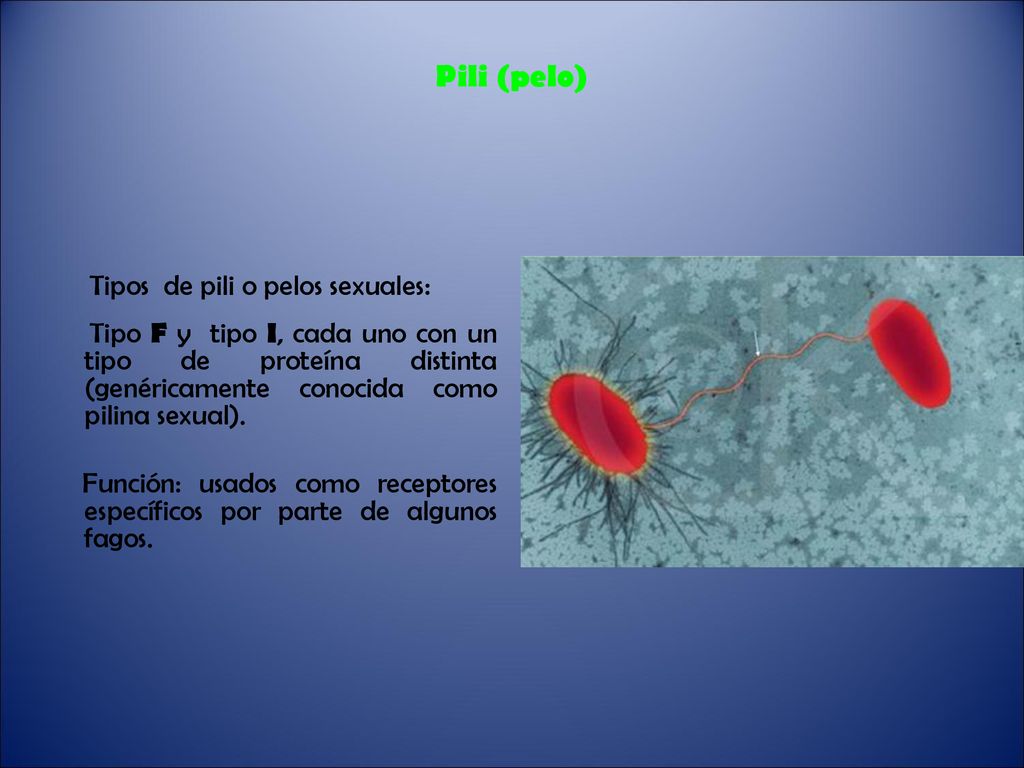 Pili (pelo) Tipos de pili o pelos sexuales: