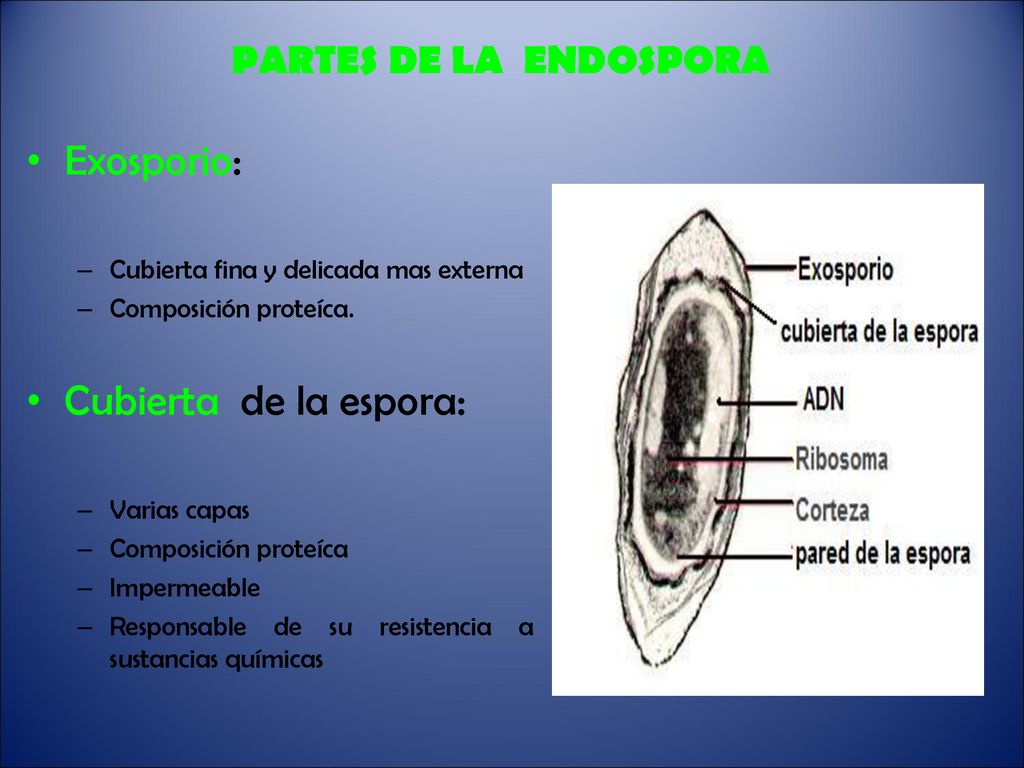 Exosporio: Cubierta de la espora: PARTES DE LA ENDOSPORA