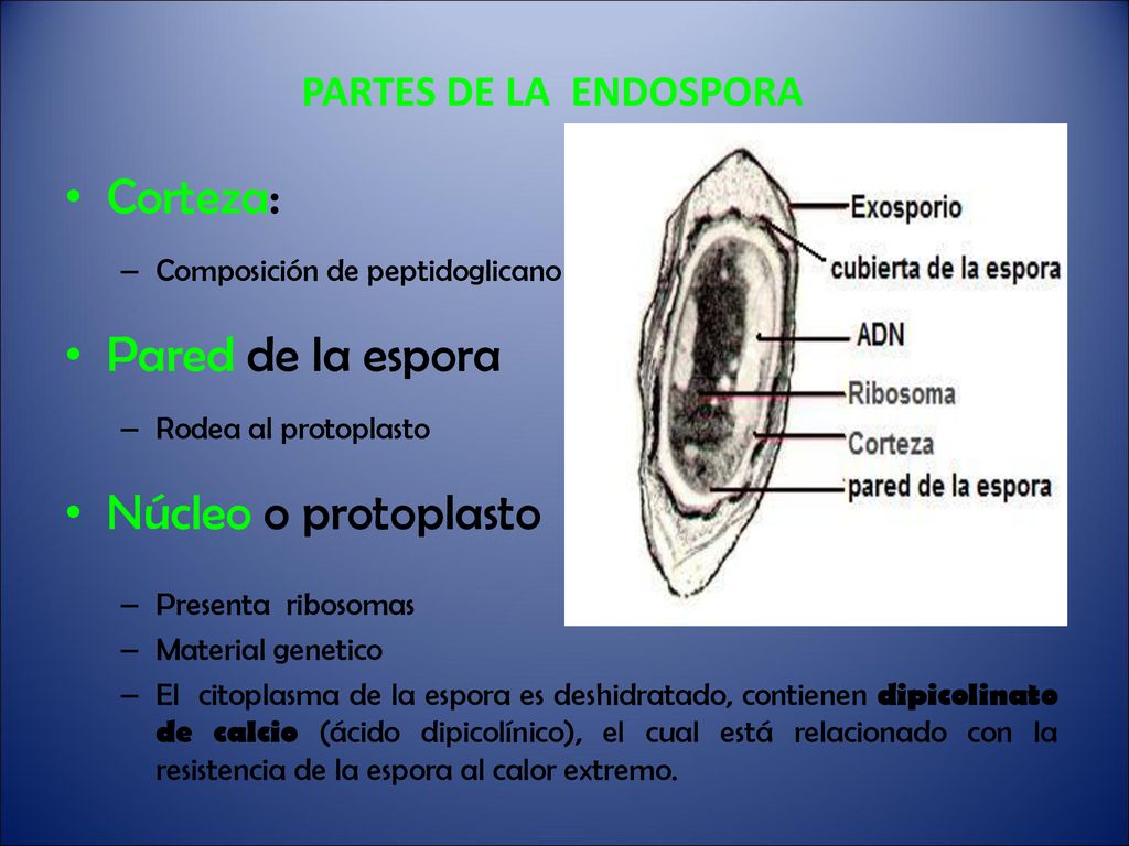Corteza: Pared de la espora Núcleo o protoplasto