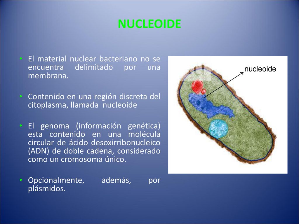 NUCLEOIDE El material nuclear bacteriano no se encuentra delimitado por una membrana.