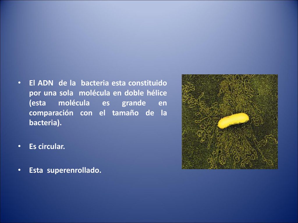 El ADN de la bacteria esta constituido por una sola molécula en doble hélice (esta molécula es grande en comparación con el tamaño de la bacteria).