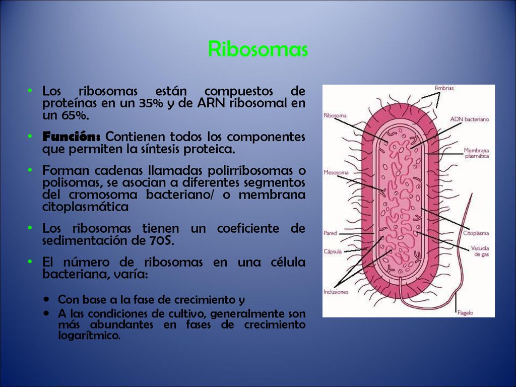 Ribosomas Los ribosomas están compuestos de proteínas en un 35% y de ARN ribosomal en un 65%.