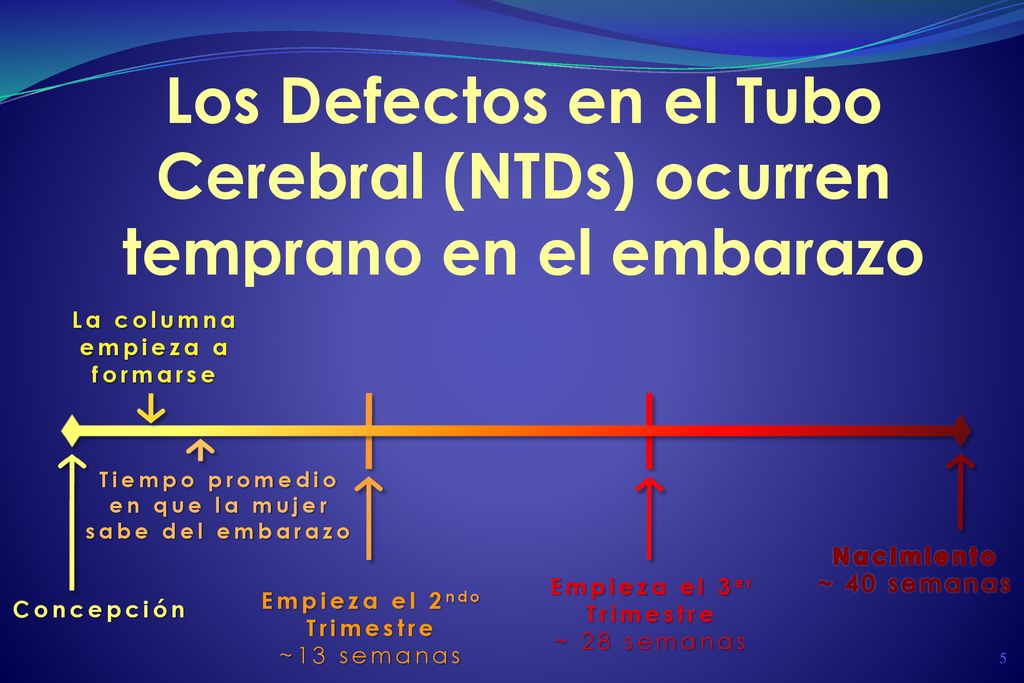 Los Defectos en el Tubo Cerebral (NTDs) ocurren temprano en el embarazo