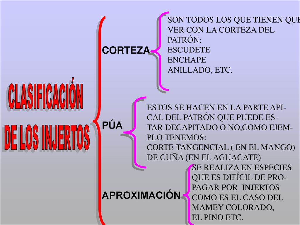 CORTEZA PÚA APROXIMACIÓN SON TODOS LOS QUE TIENEN QUE