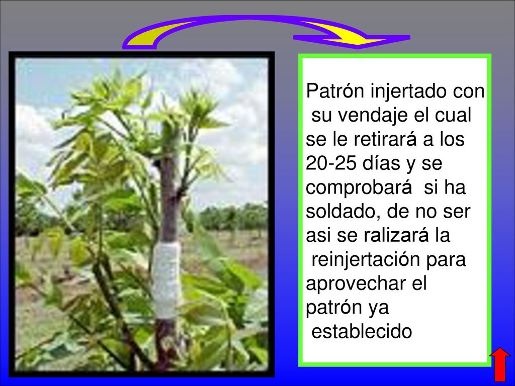 Patrón injertado con su vendaje el cual. se le retirará a los días y se. comprobará si ha.
